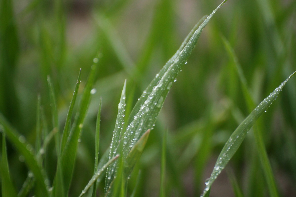 morning dew