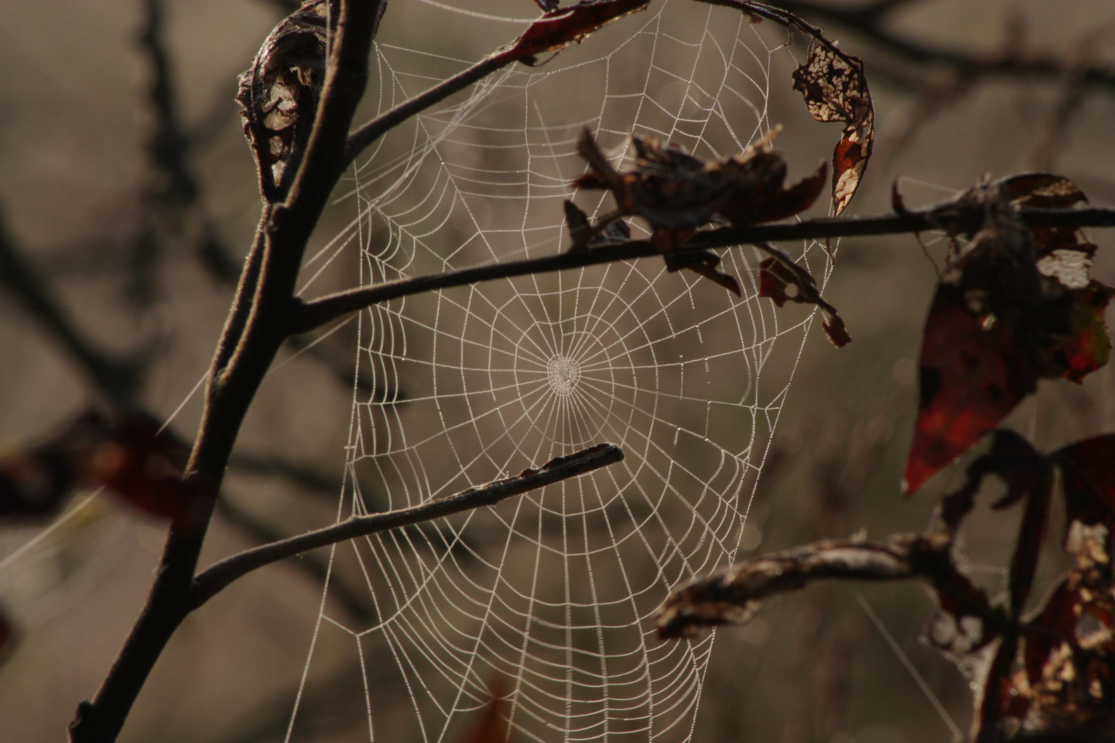 morning dew