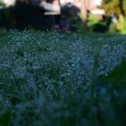 morning dew