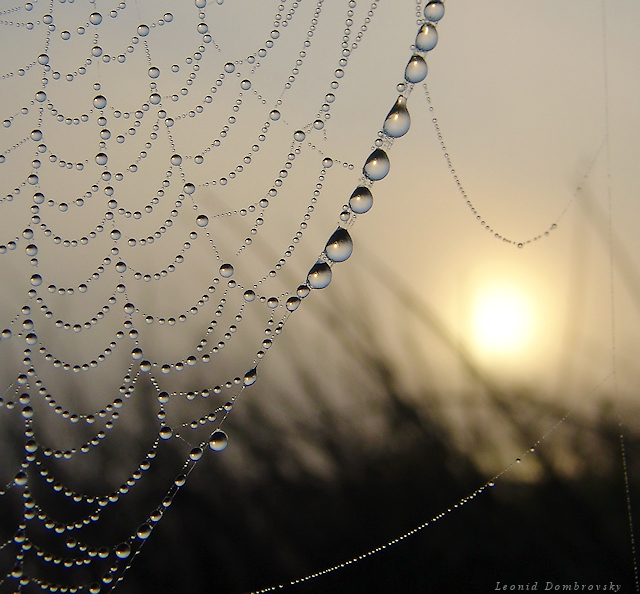 Morning dew