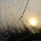 Morning dew