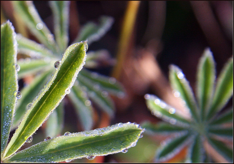 Morning Dew