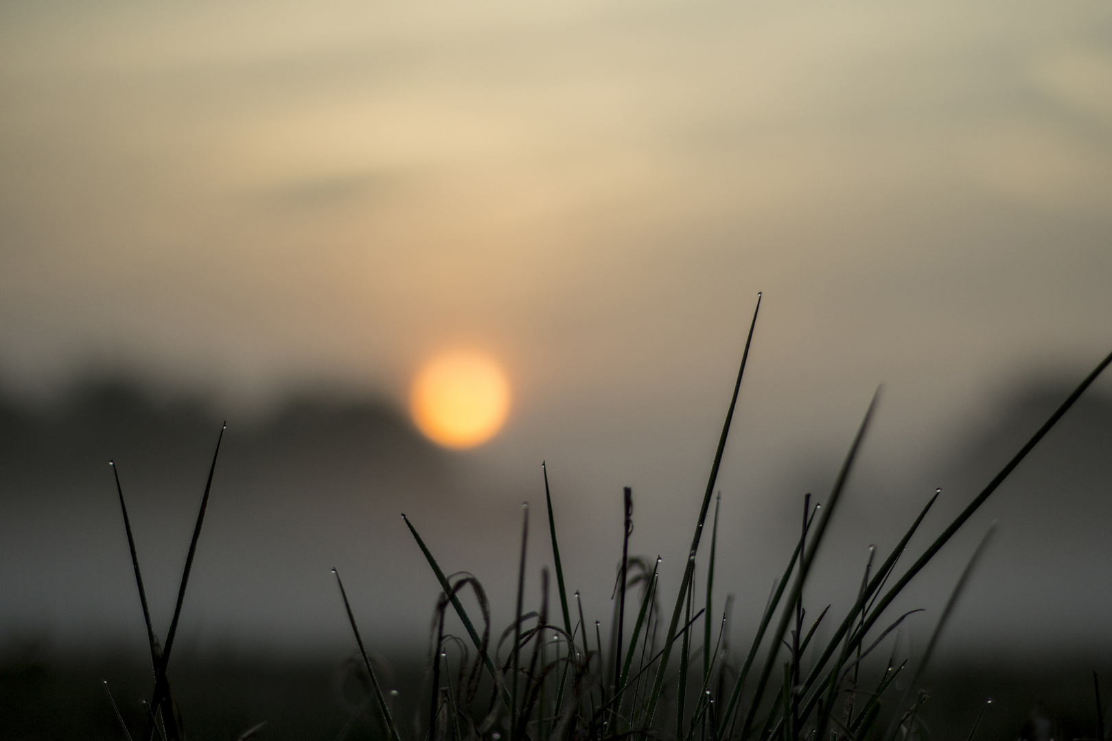 morning dew grass