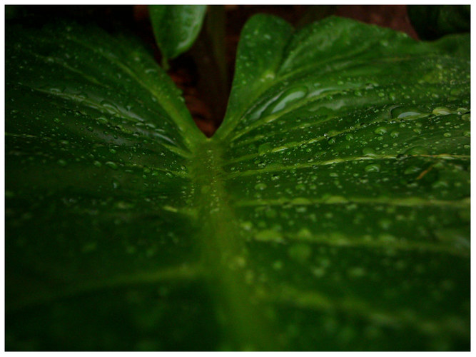 Morning Dew II