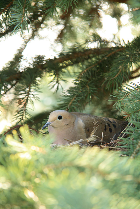 Morning Dove