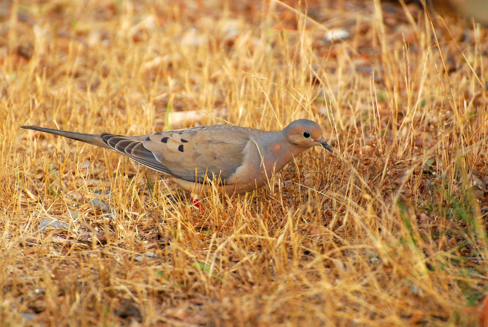 Morning Dove