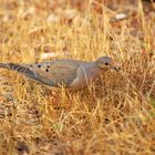 Morning Dove