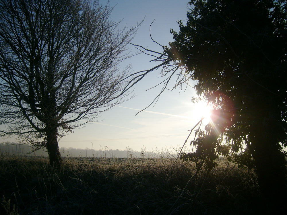 Morning Field