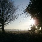 Morning Field