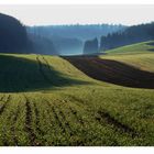 Morning Fields - growing season has started