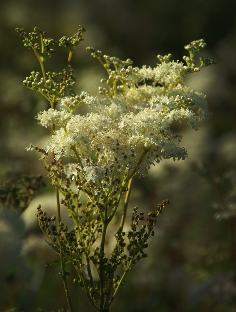 Morning Flower