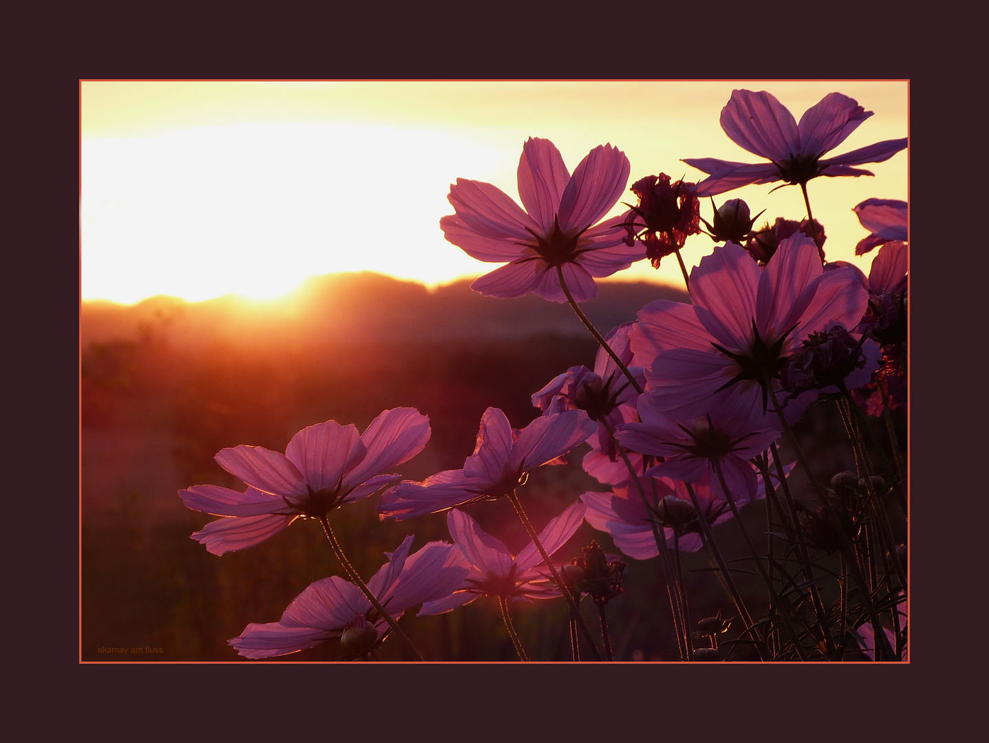 Morning Flowers