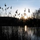 morning-fly over the see