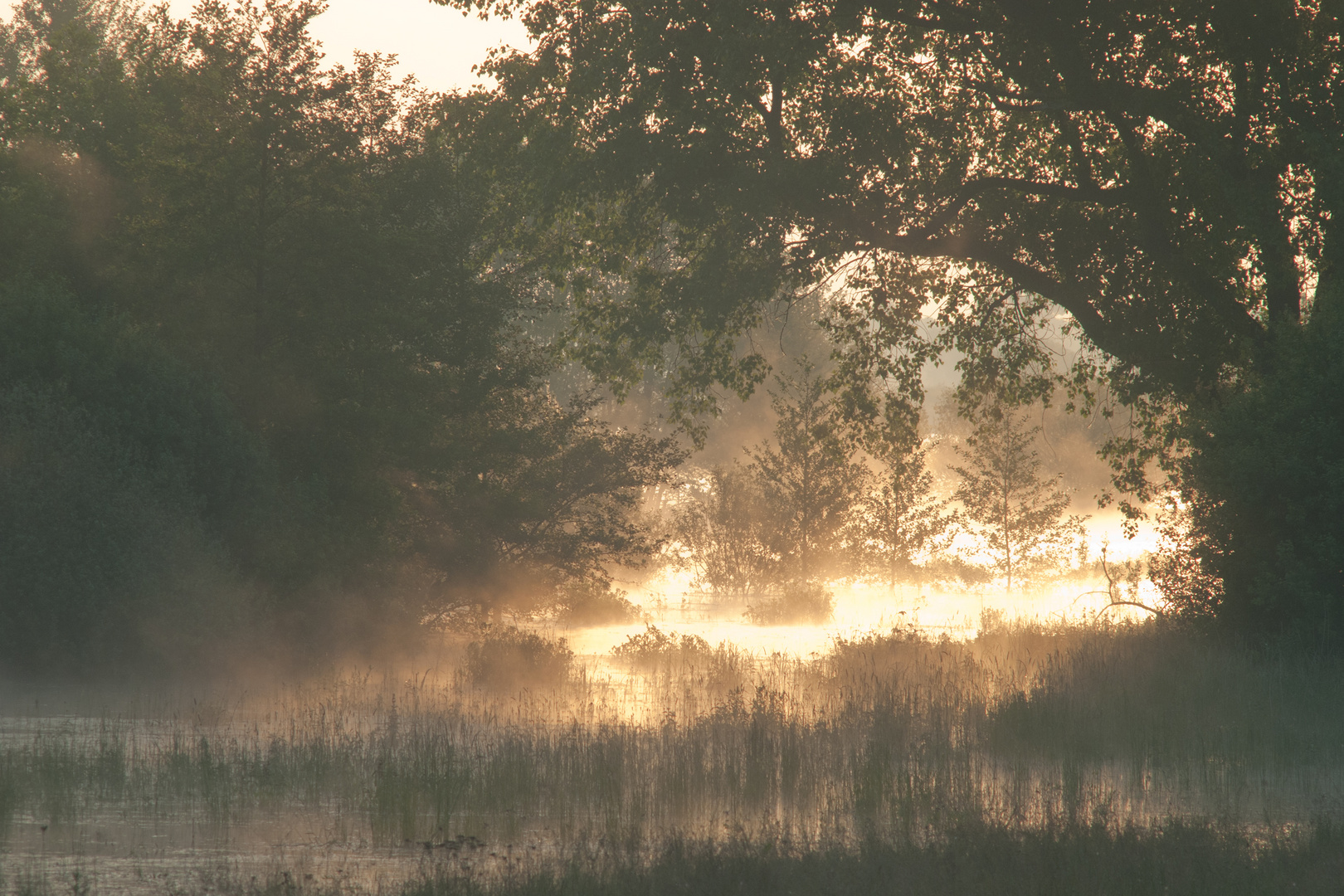 morning fog