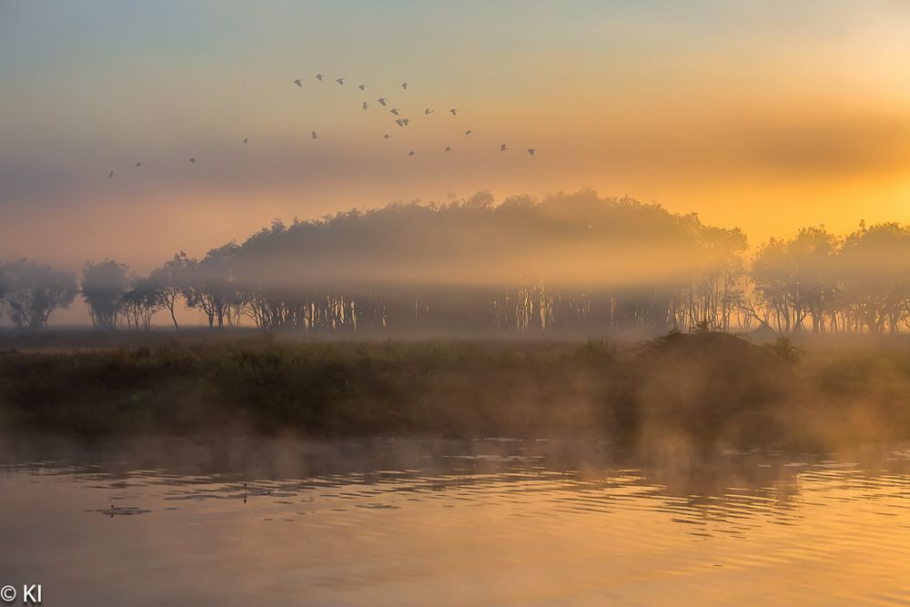 Morning Fog