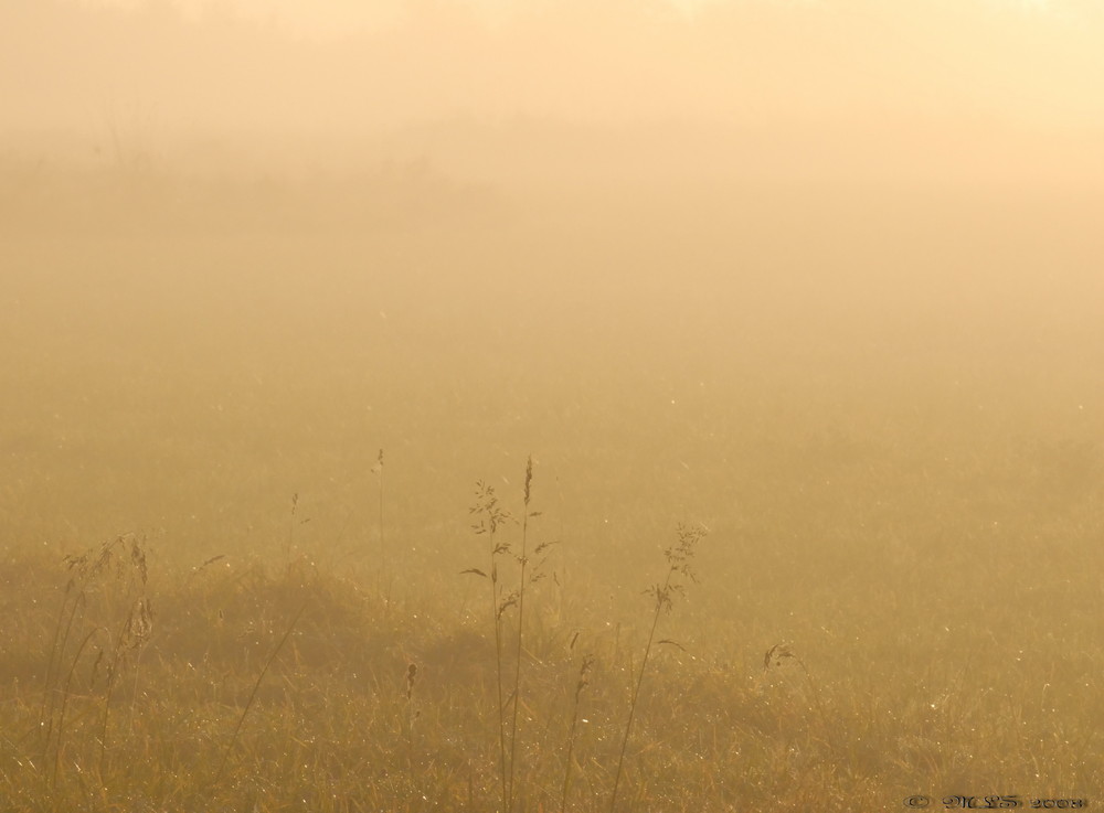 Morning Fog