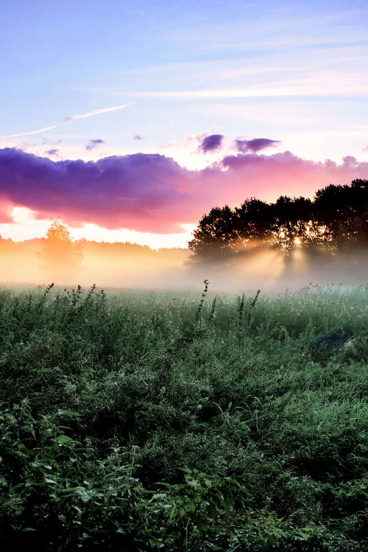 Morning Fog