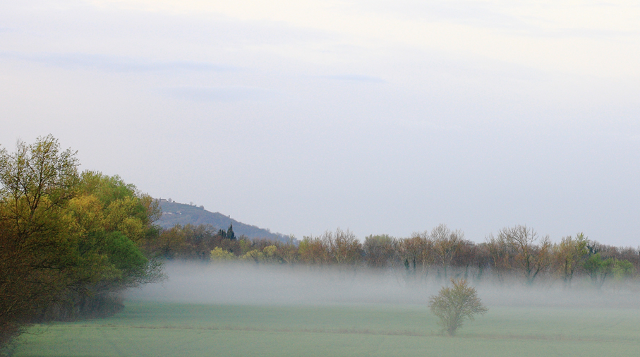 Morning fog