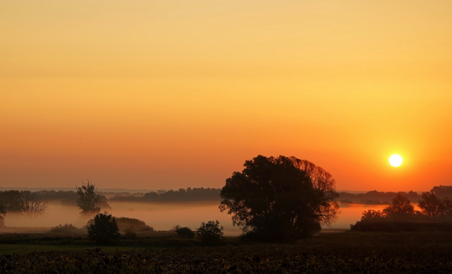 Morning fog