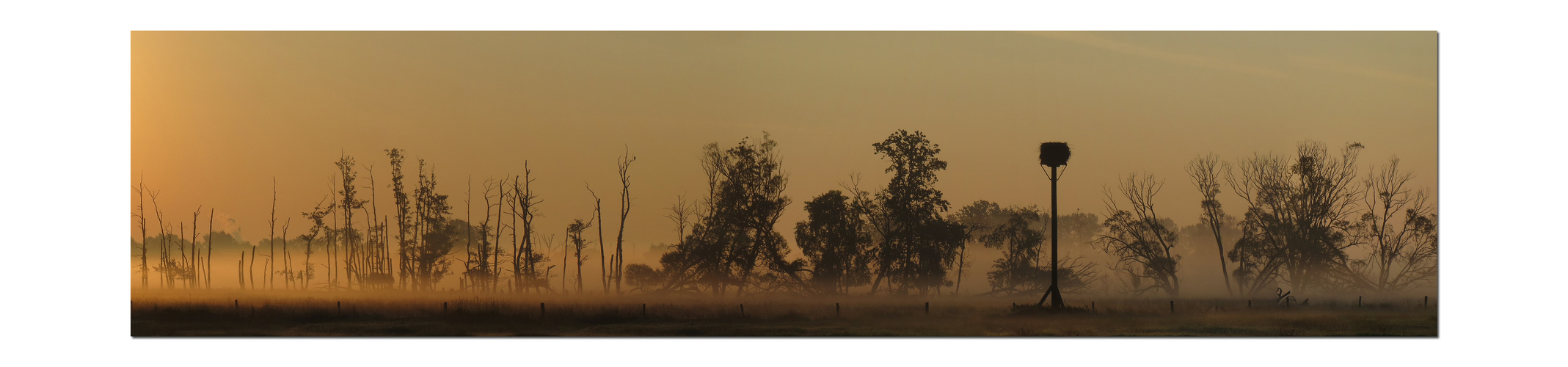 morning fog .