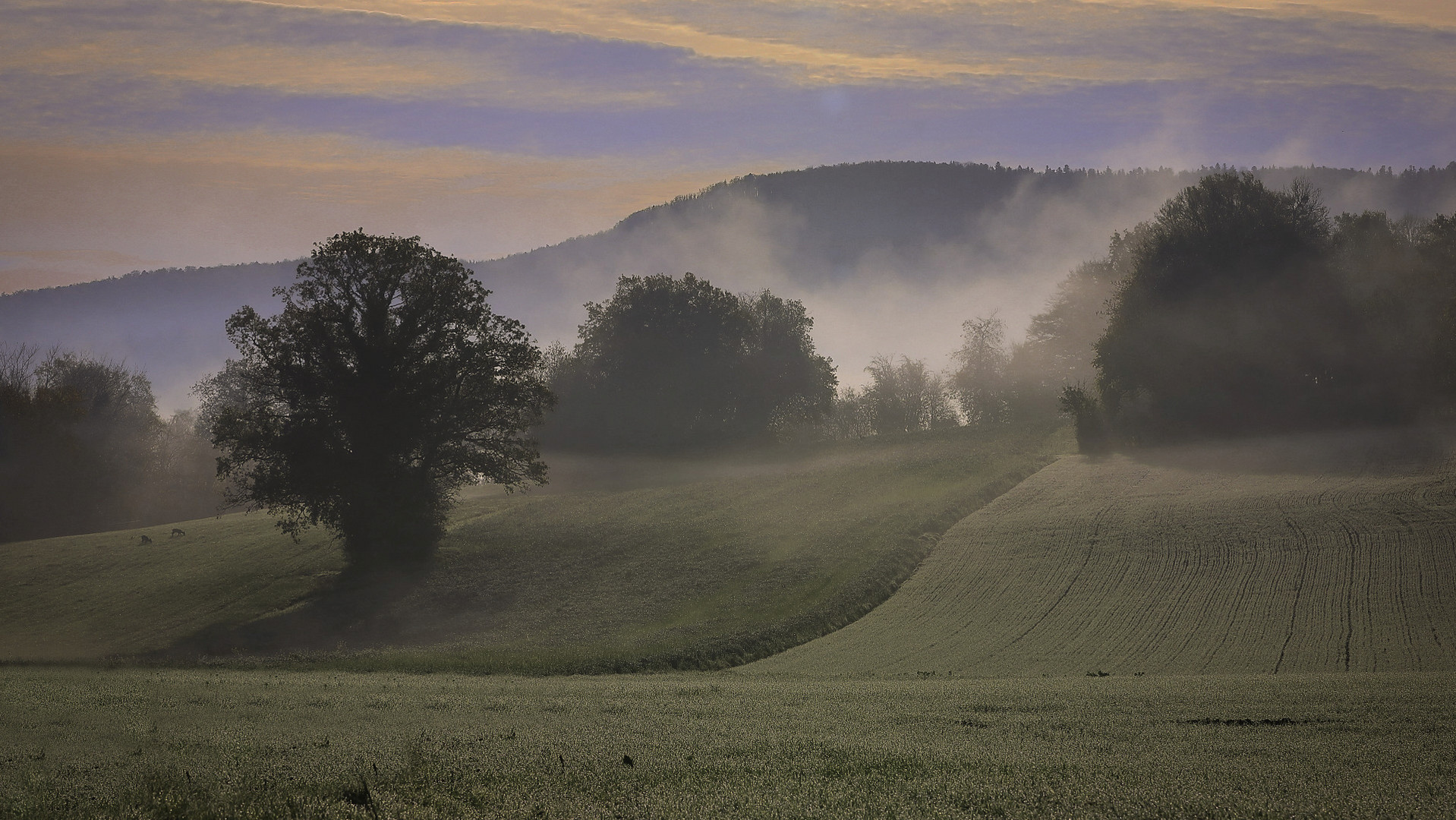 Morning fog