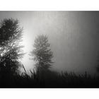 - morning fog -