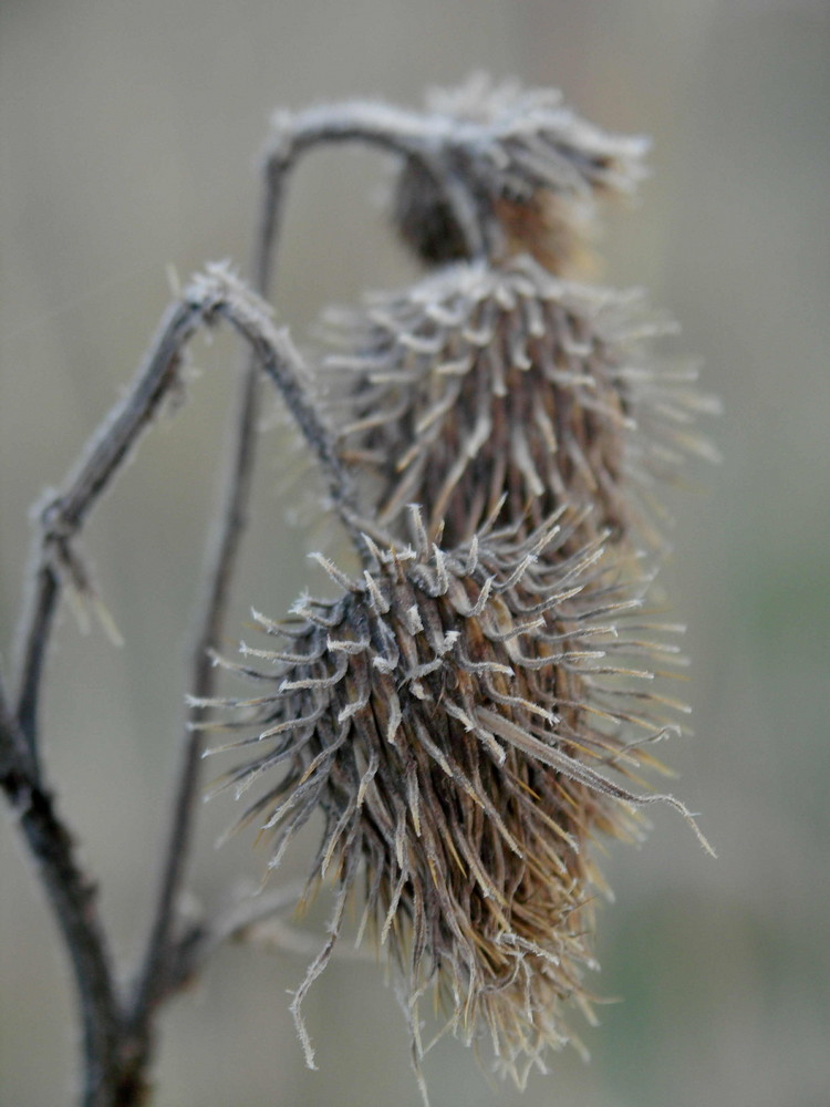 morning frost