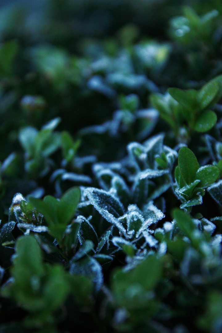 morning frost