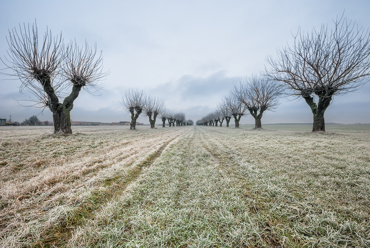 morning frost