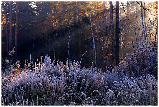 Morning frost in a forest