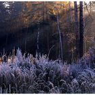 Morning frost in a forest