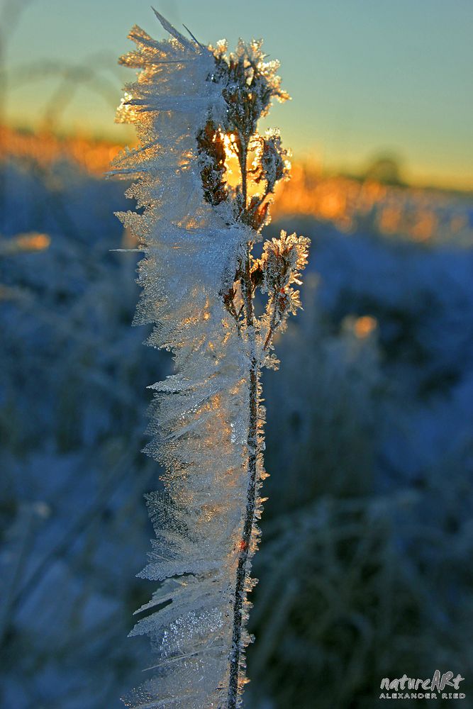 -Morning frozen-