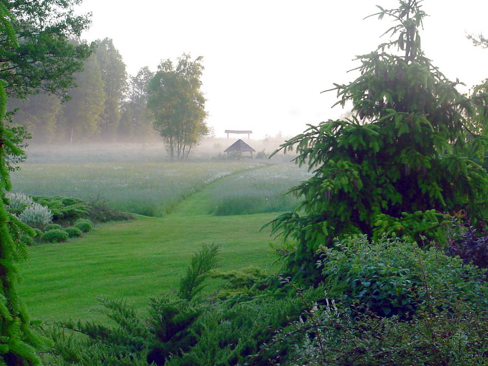 Morning garden