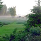 Morning garden