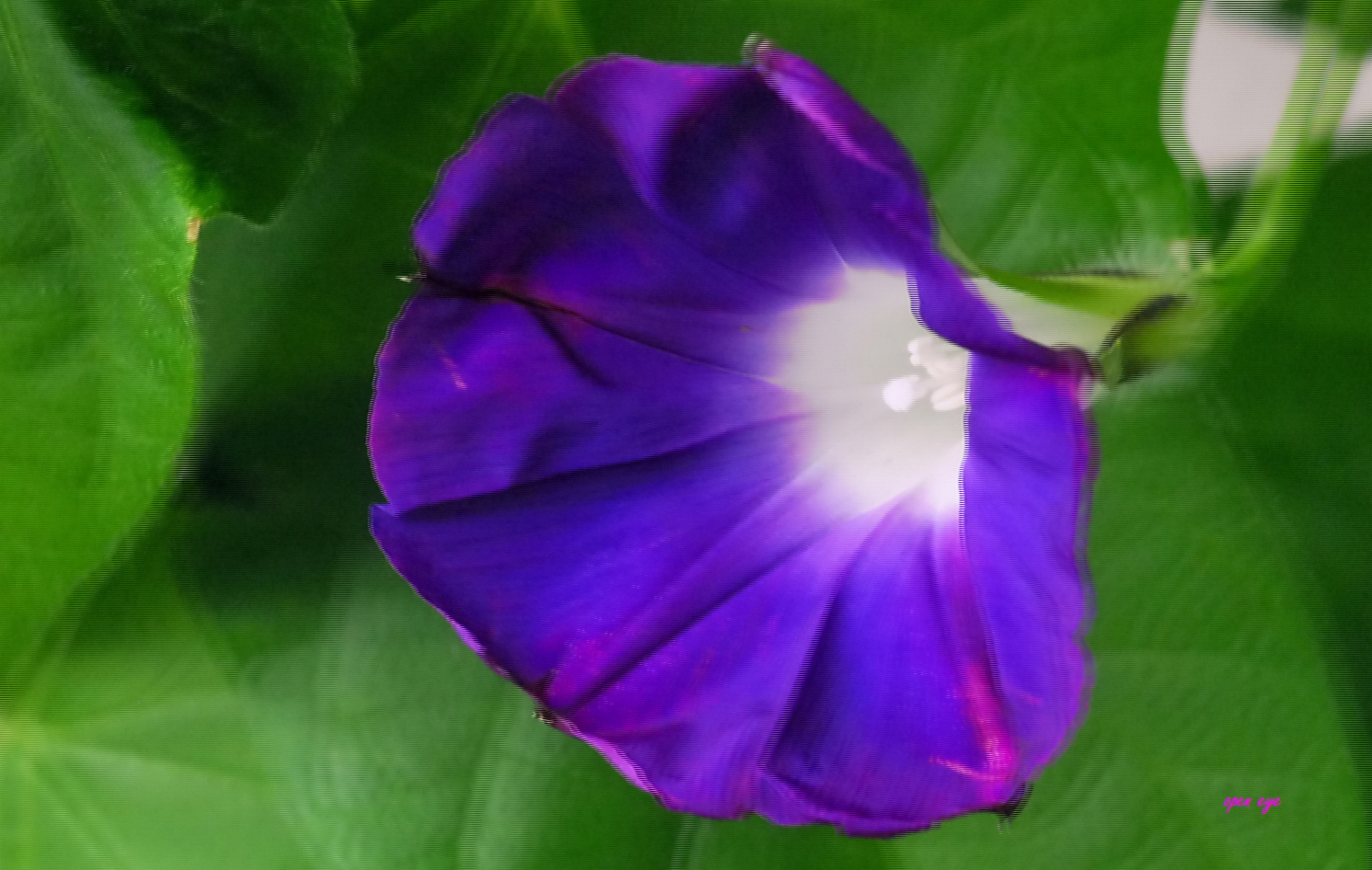 Morning Glory -  3D Intertlaced Bild an einem Polfilter Monitor oder 3D TV anschauen.