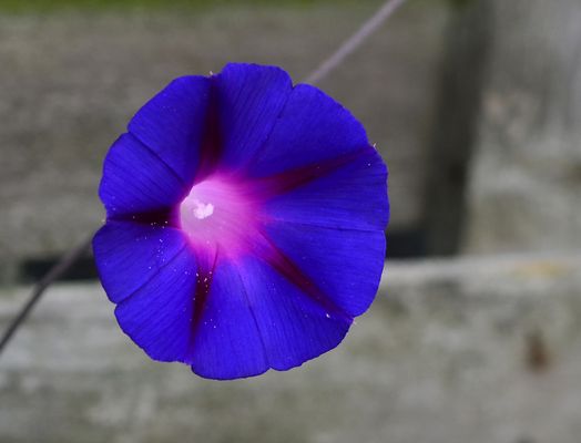 #...Morning Glory......#