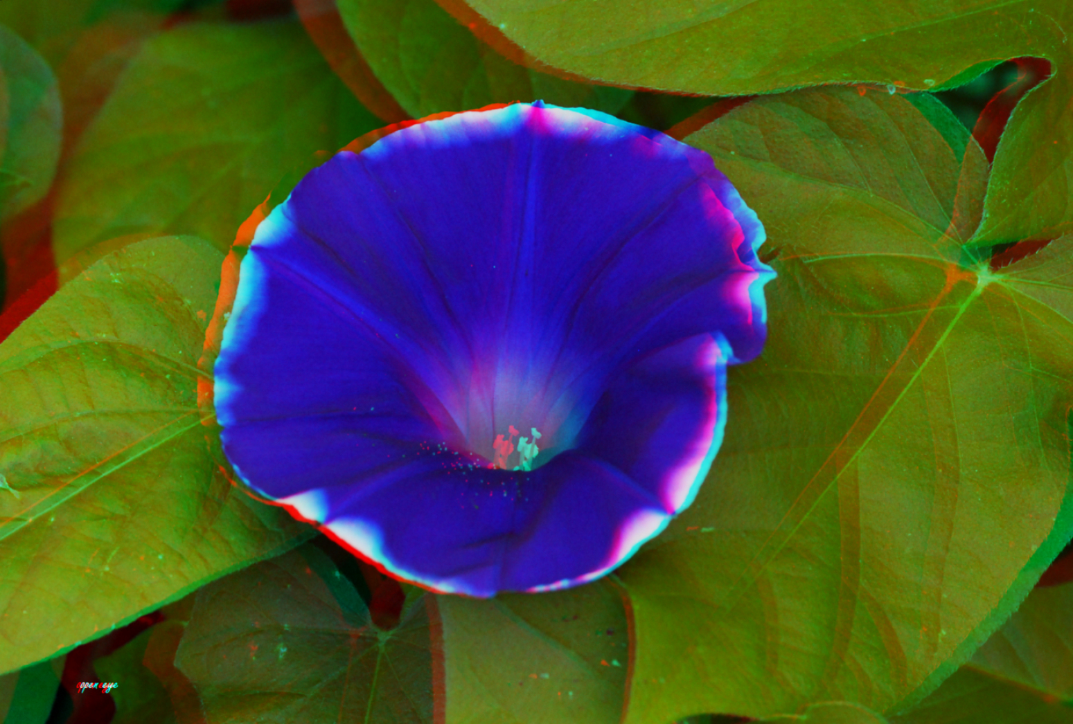  Morning Glory - Anaglyphen
