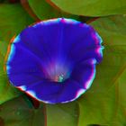  Morning Glory - Anaglyphen