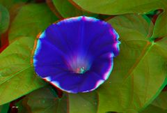  Morning Glory - Anaglyphen