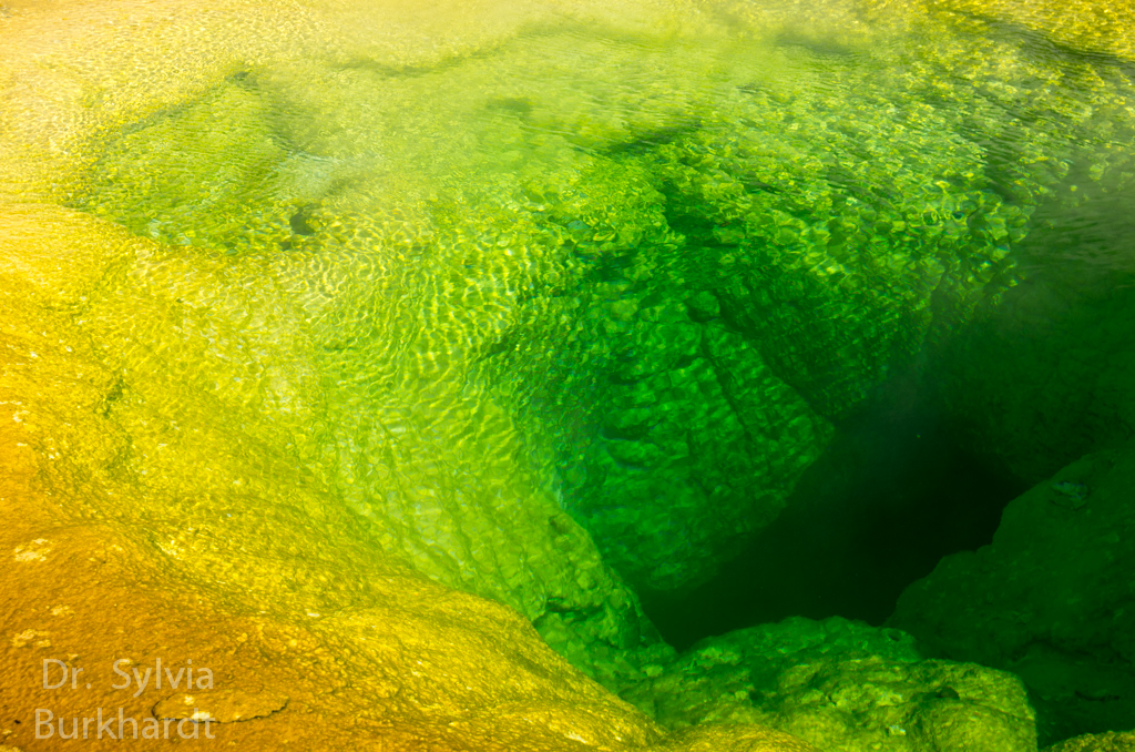 Morning Glory im Yellowstone