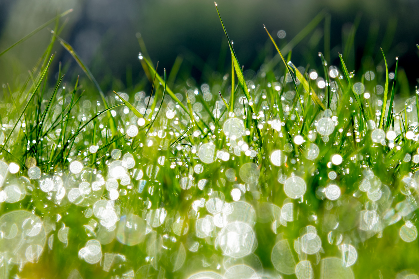 Morning Grass Lights