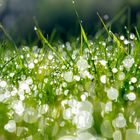 Morning Grass Lights