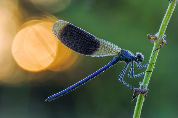 Morning has broken 001