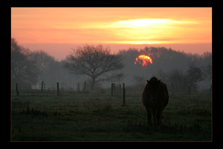 morning has broken