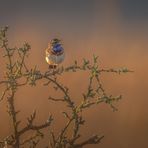 Morning Has Broken…