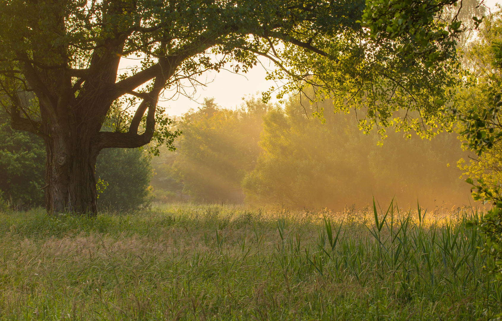 morning has broken