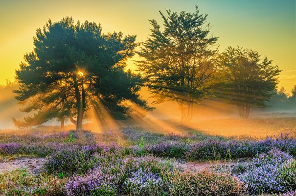 "Morning has broken"