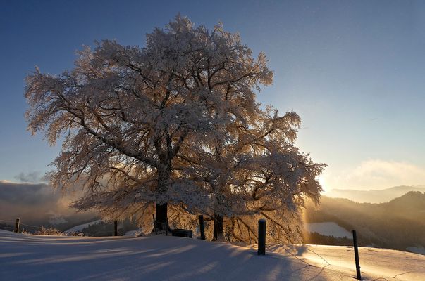 morning has broken...