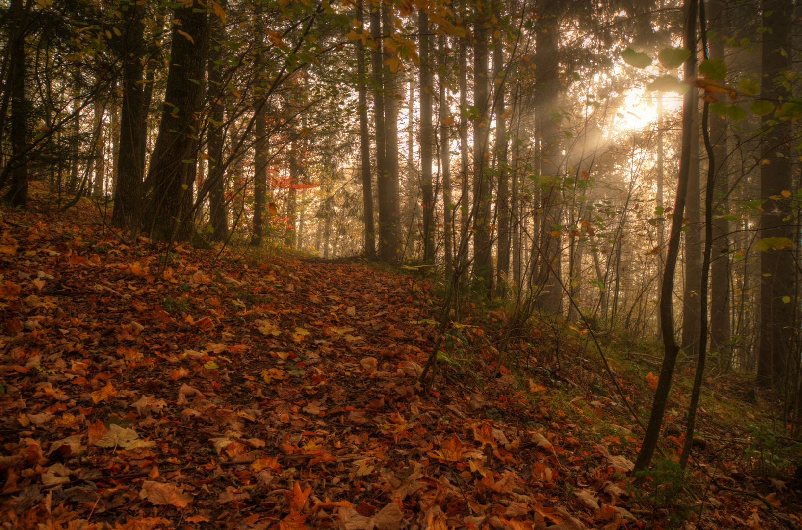 Morning in Fall