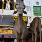 Morning in Pushkar